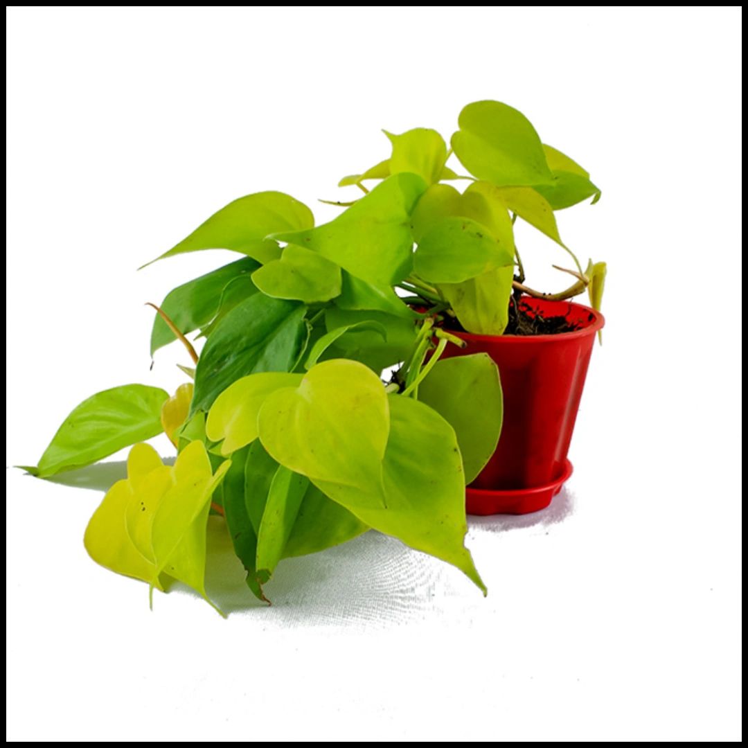 3 Piece ₹699 Money Plants Golden
